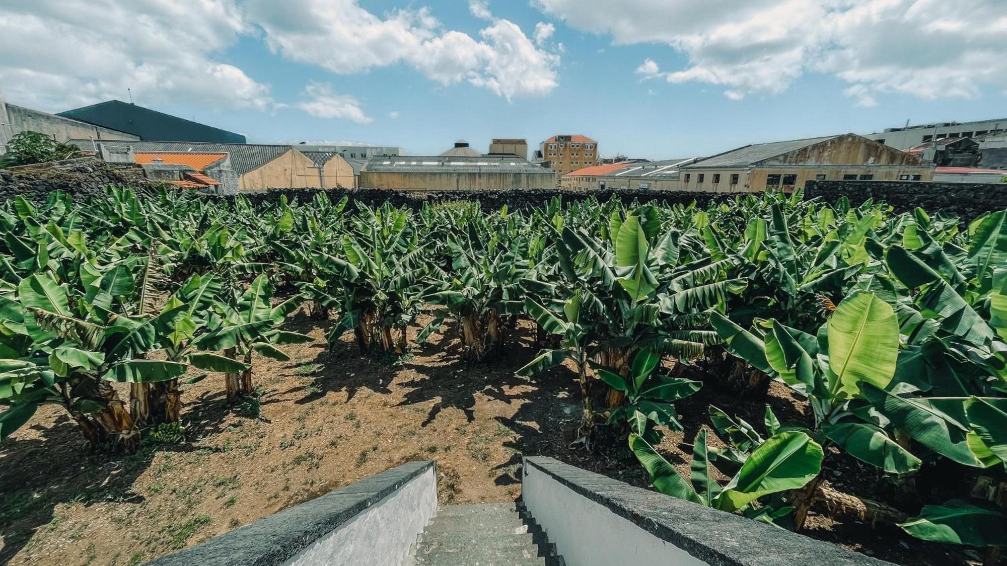 The Farm - Azores Boutique House Farm stay